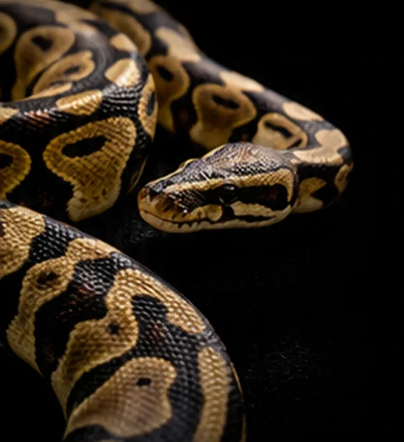 A ball python resting on a dark background